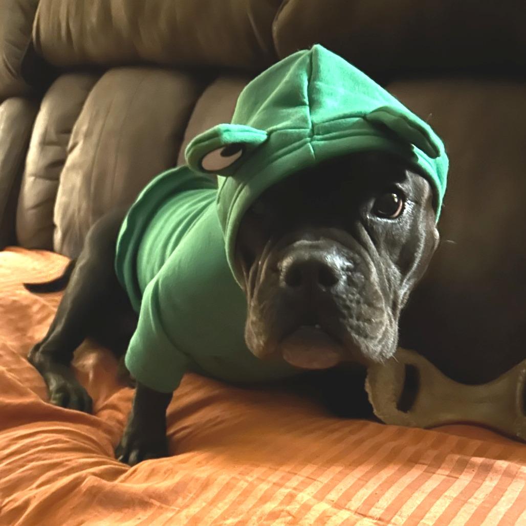 Ellie, Adoptable, Adult Female Pit Bull Terrier.