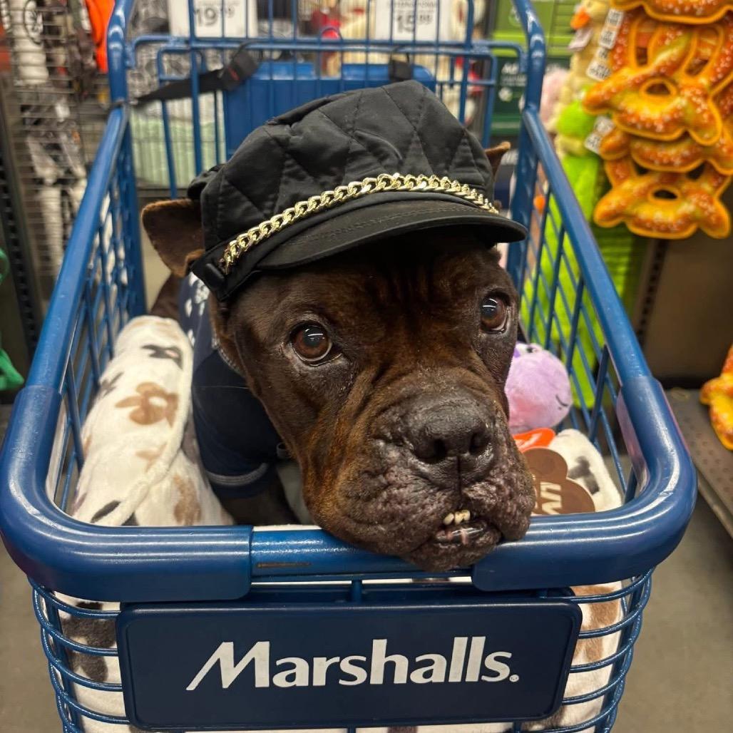 Enlarge Ellie, a Adoptable Pit Bull Terrier in Waco, TX image 1/2