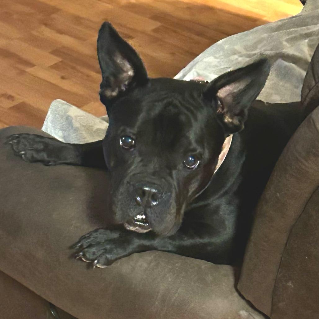 Enlarge Ellie, a Adoptable Pit Bull Terrier in Waco, TX image 3/4