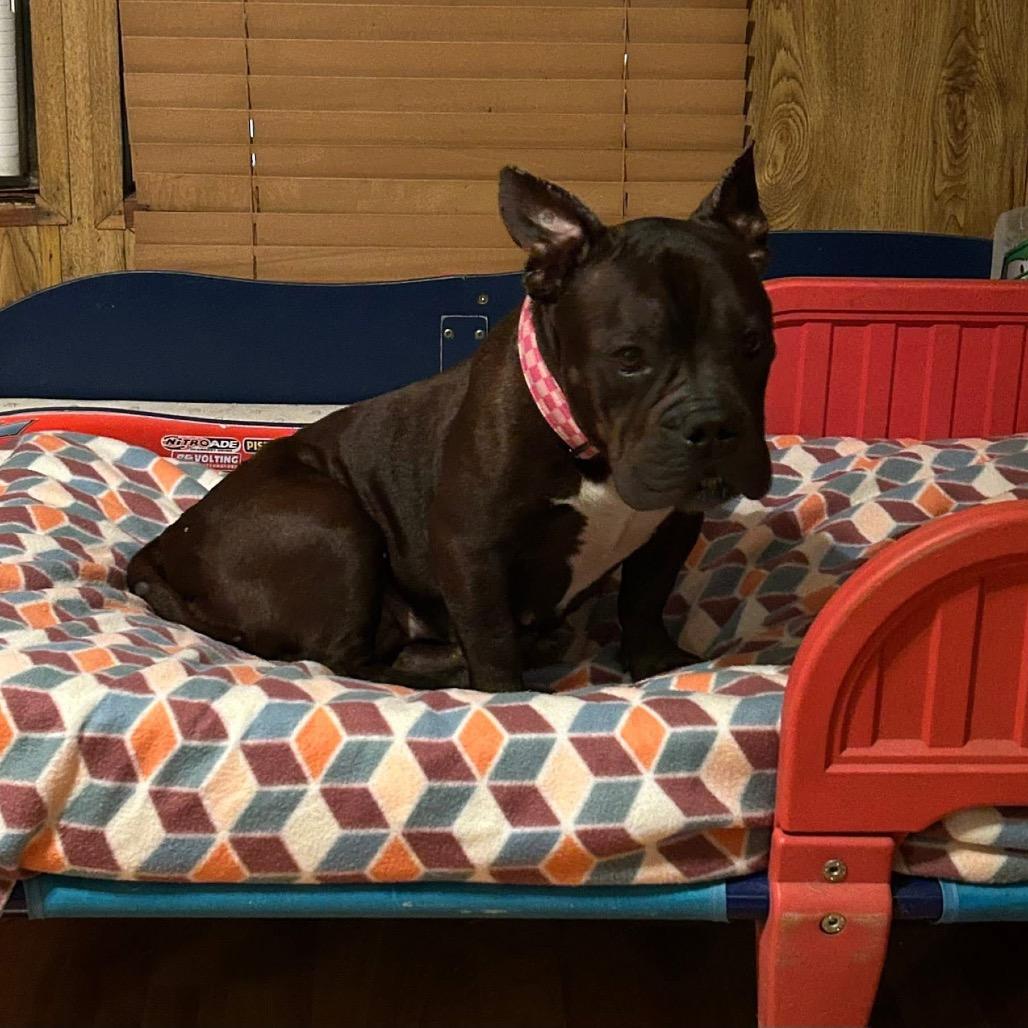 Enlarge Ellie, a Adoptable Pit Bull Terrier in Waco, TX image 2/2