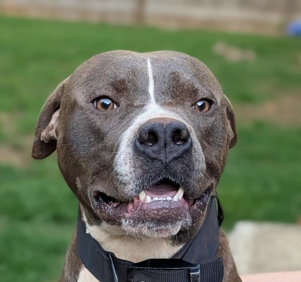 Zeus, Adoptable, Young Male Pit Bull Terrier.