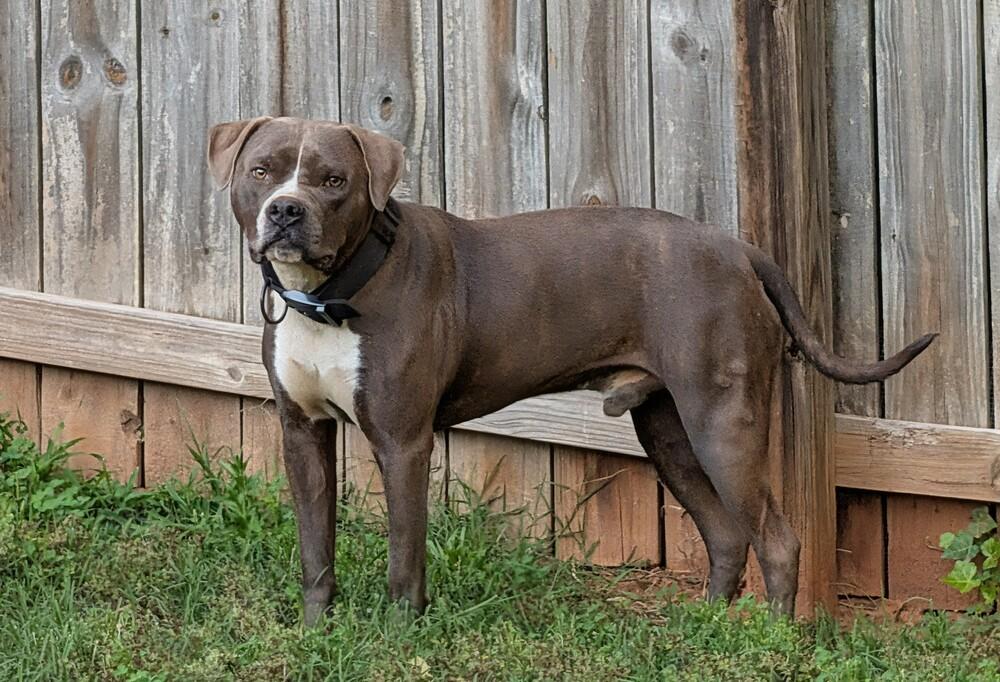 Zeus, a Adoptable mixed breed in Statesville, NC image 2/3
