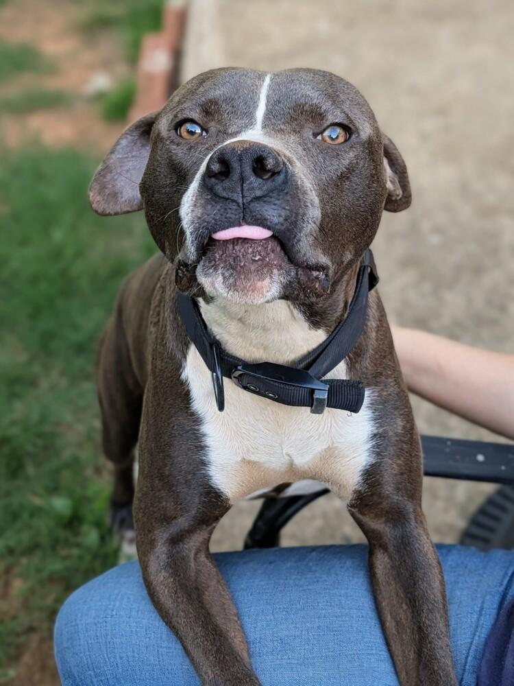 Zeus, a Adoptable mixed breed in Statesville, NC image 3/3