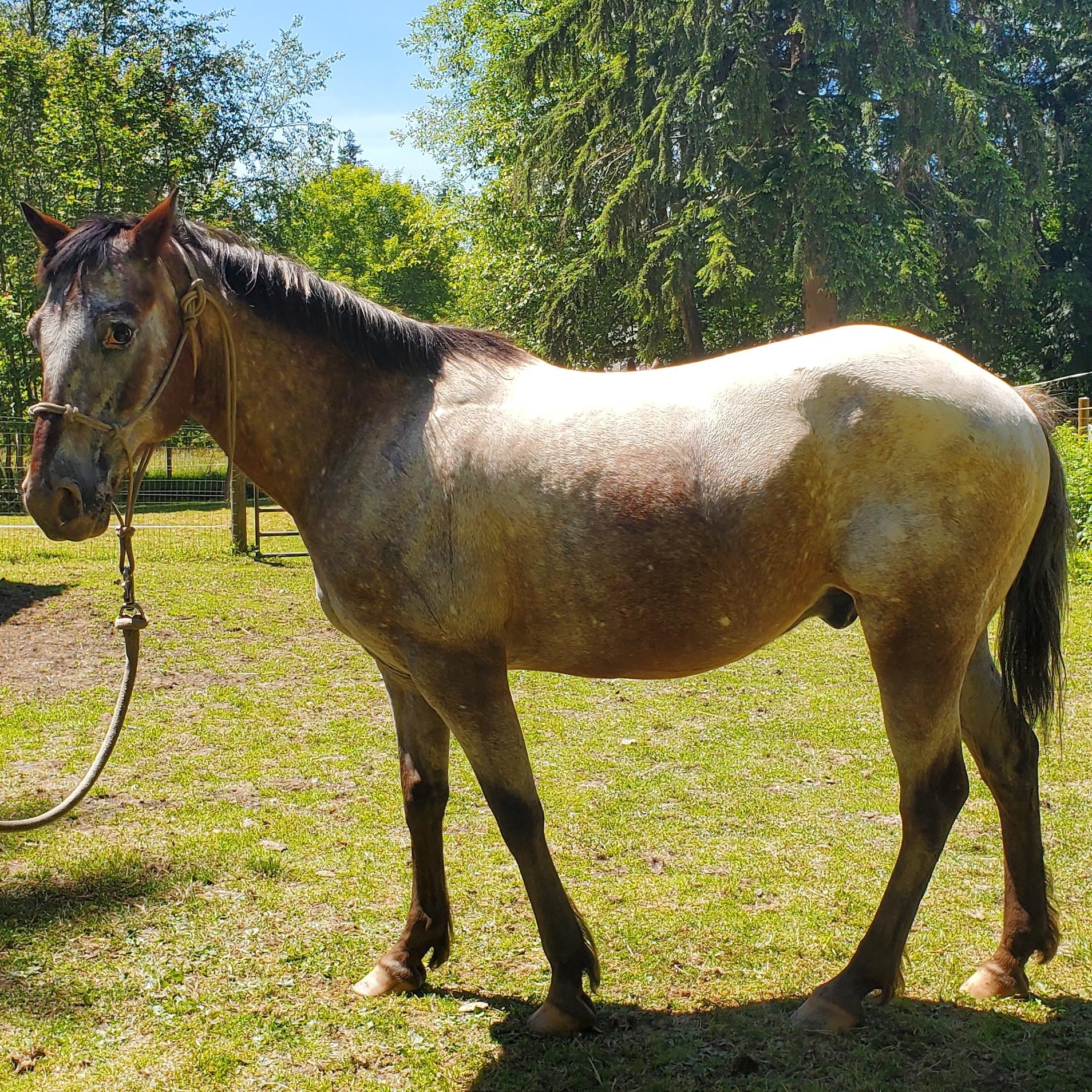 Enlarge Willy, a Adoptable Pony of the Americas in Mount Vernon, WA image 1/2