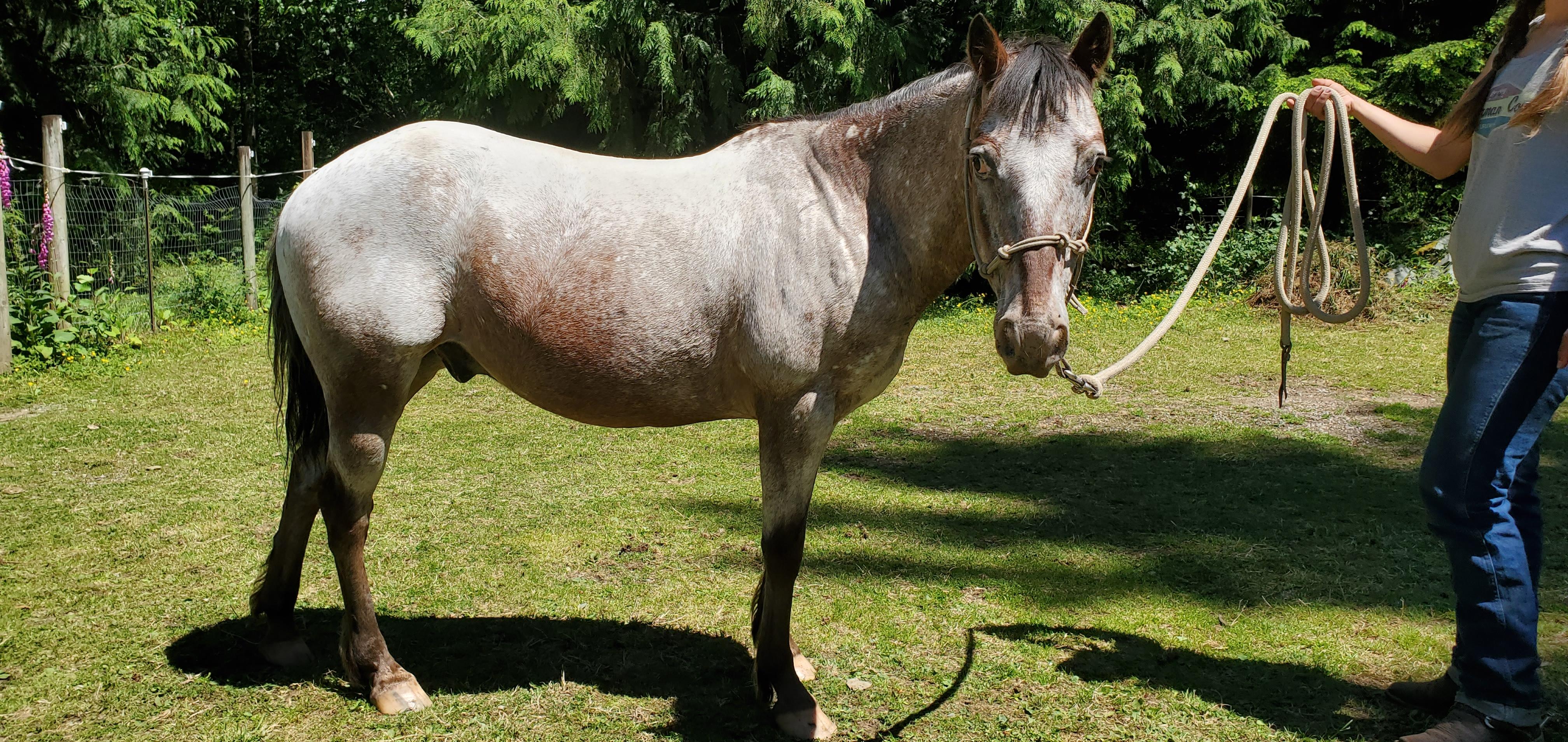 Enlarge Willy, a Adoptable Pony of the Americas in Mount Vernon, WA image 2/2