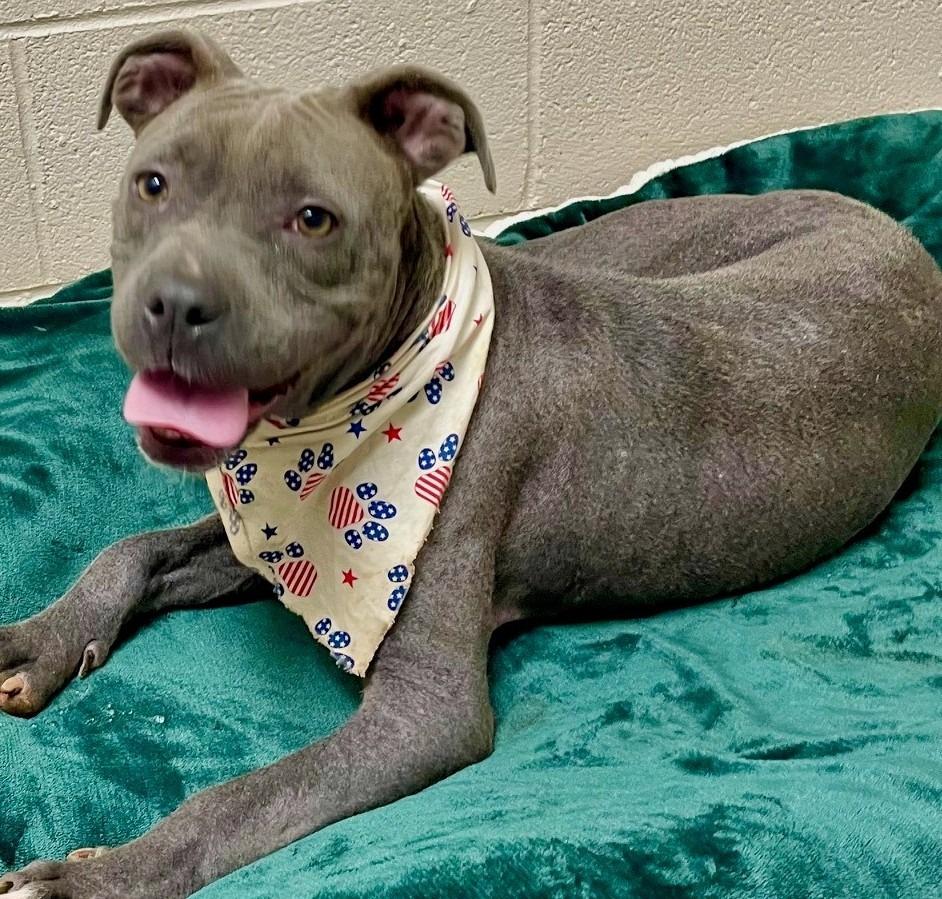 Enlarge Lady Dobby, a Adoptable Pit Bull Terrier in Newnan, GA image 1/3