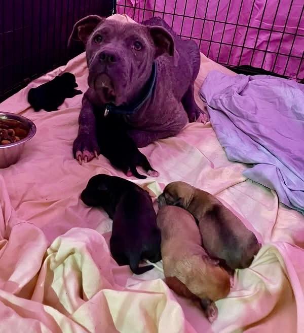 Lady, Adoptable, Young Female Pit Bull Terrier.