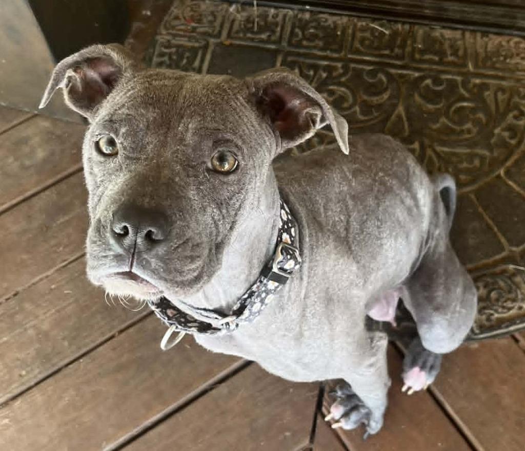 Enlarge Lady, a Adoptable Pit Bull Terrier in Newnan, GA image 2/2