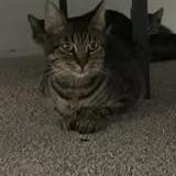 Enlarge Manicotti, a Adoptable Domestic Short Hair in Pittsburgh, PA image 1/1