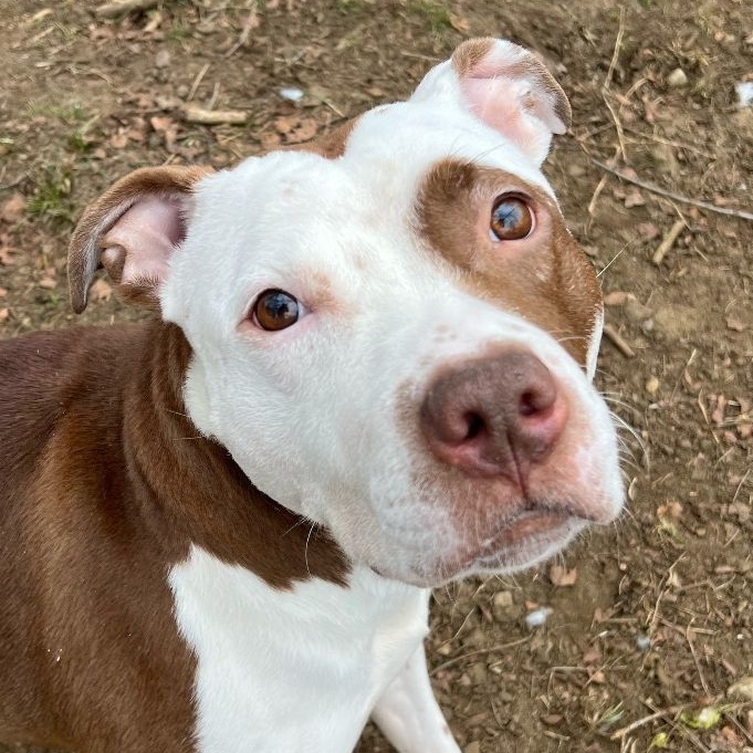Enlarge Bella, an adoptable mixed breed in Mishawaka, IN image 1/6