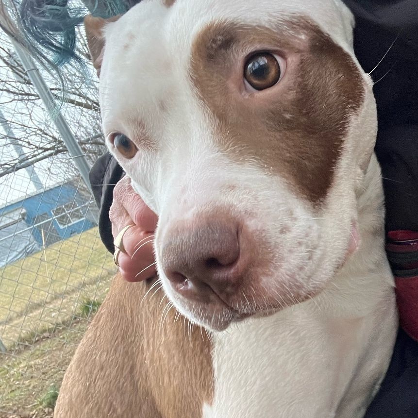 Enlarge Bella, an adoptable mixed breed in Mishawaka, IN image 2/6