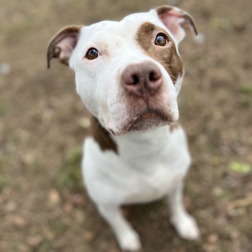 Enlarge Bella, an adoptable mixed breed in Mishawaka, IN image 3/6
