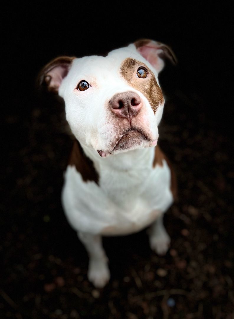Enlarge Bella, an adoptable mixed breed in Mishawaka, IN image 4/6