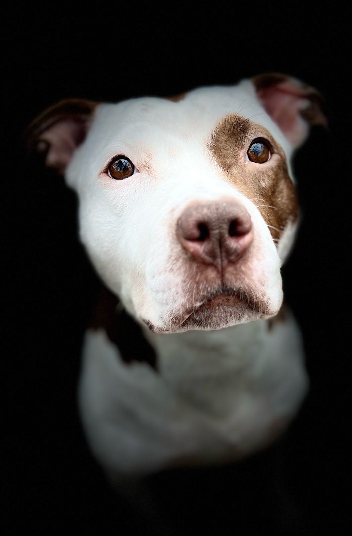 Enlarge Bella, an adoptable mixed breed in Mishawaka, IN image 5/6