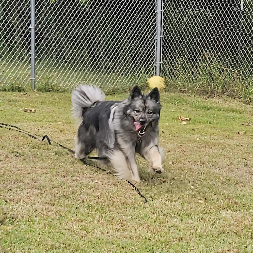 Schnitzel, Adoptable, Adult Male Keeshond.