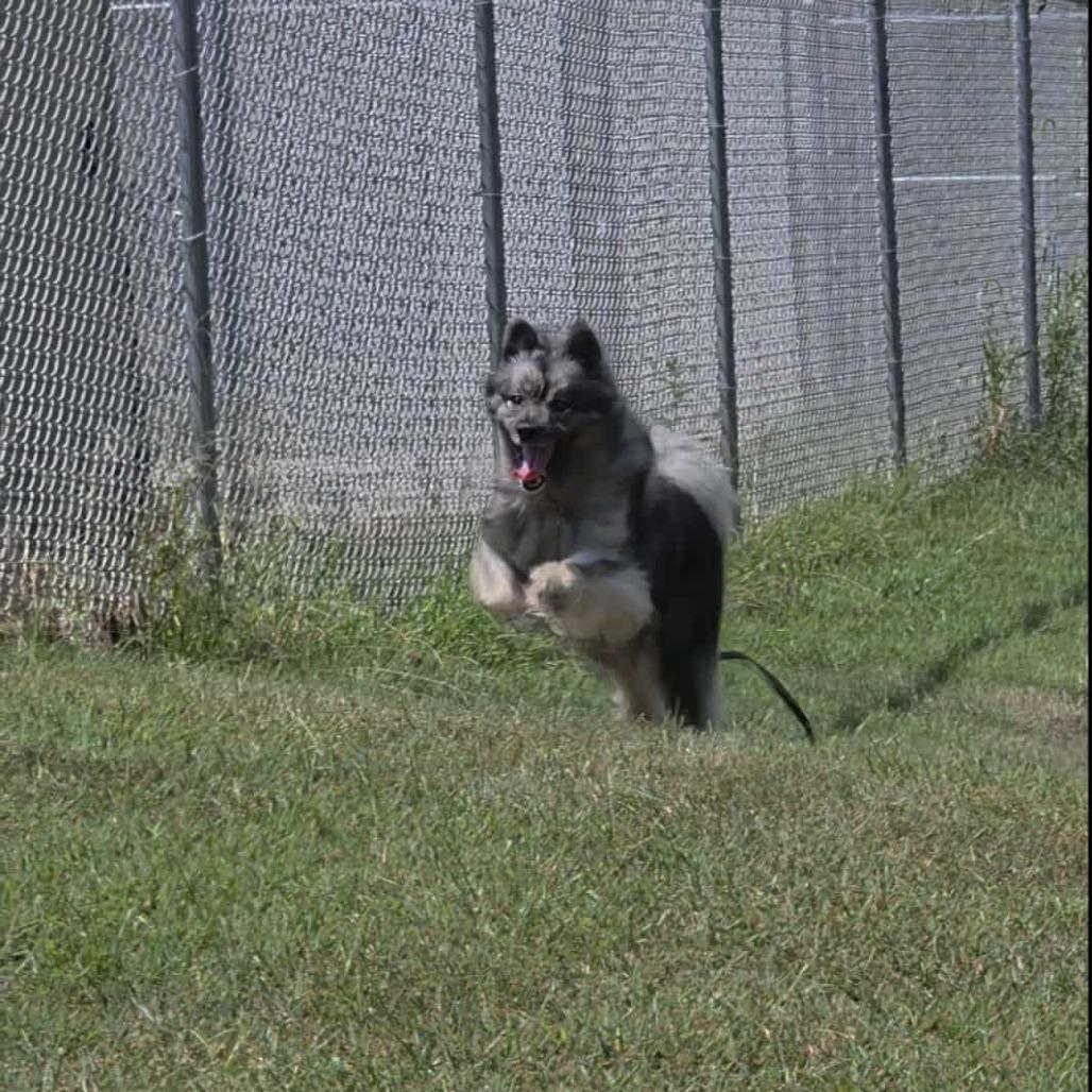 Schnitzel, a Adoptable Keeshond in Jackson, MO image 2/6