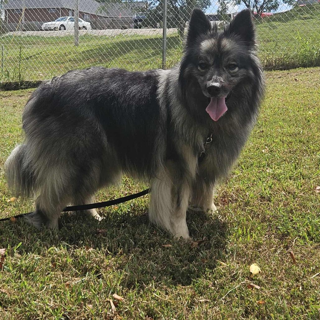 Schnitzel, a Adoptable Keeshond in Jackson, MO image 3/6
