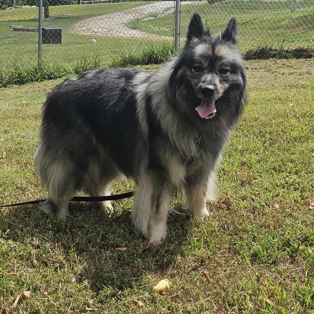 Schnitzel, a Adoptable Keeshond in Jackson, MO image 4/6