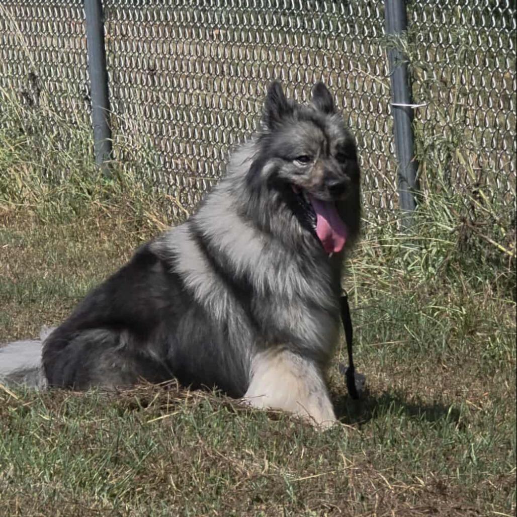 Schnitzel, a Adoptable Keeshond in Jackson, MO image 5/6