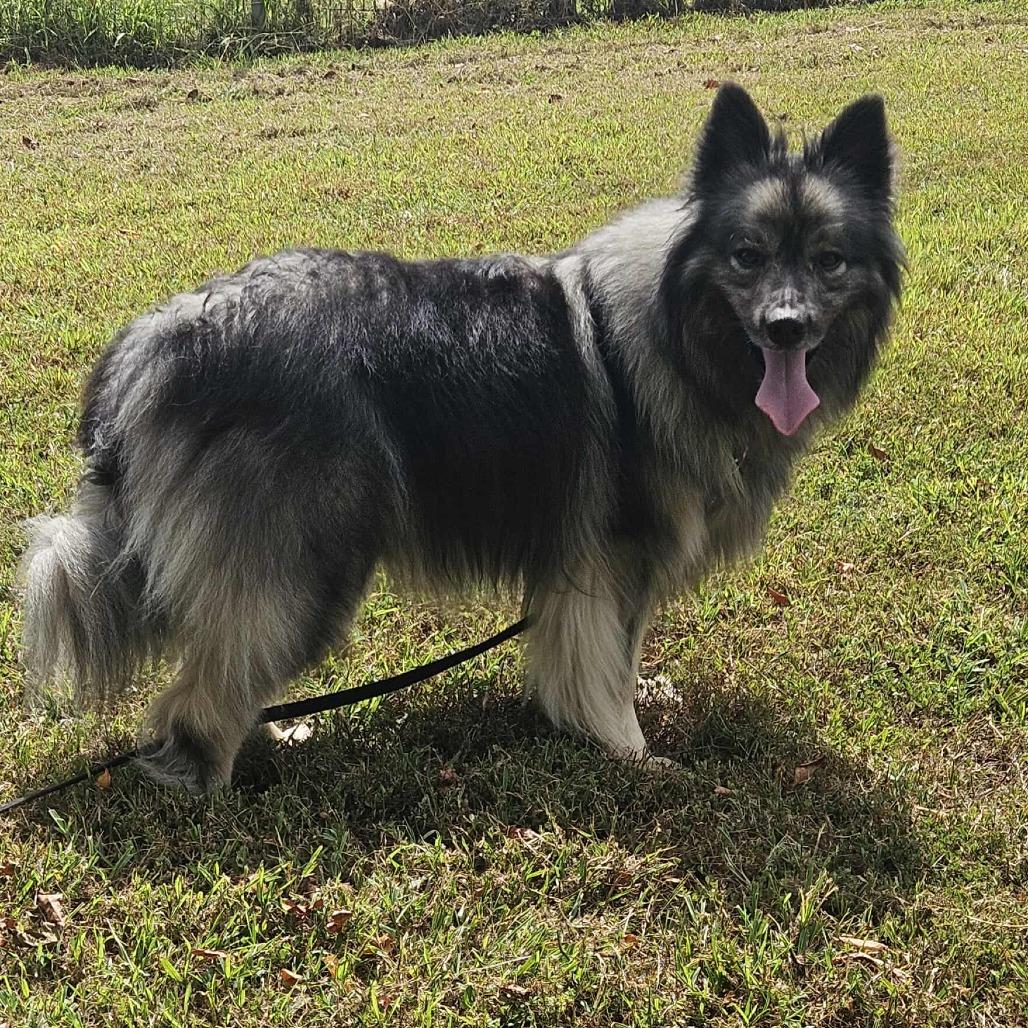 Schnitzel, a Adoptable Keeshond in Jackson, MO image 6/6