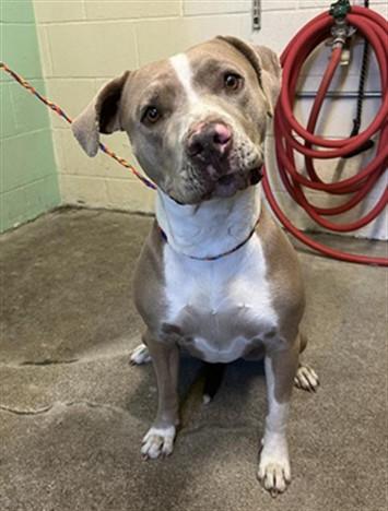 SPECKLE, Adoptable, Adult Female Pit Bull Terrier & Mixed Breed.