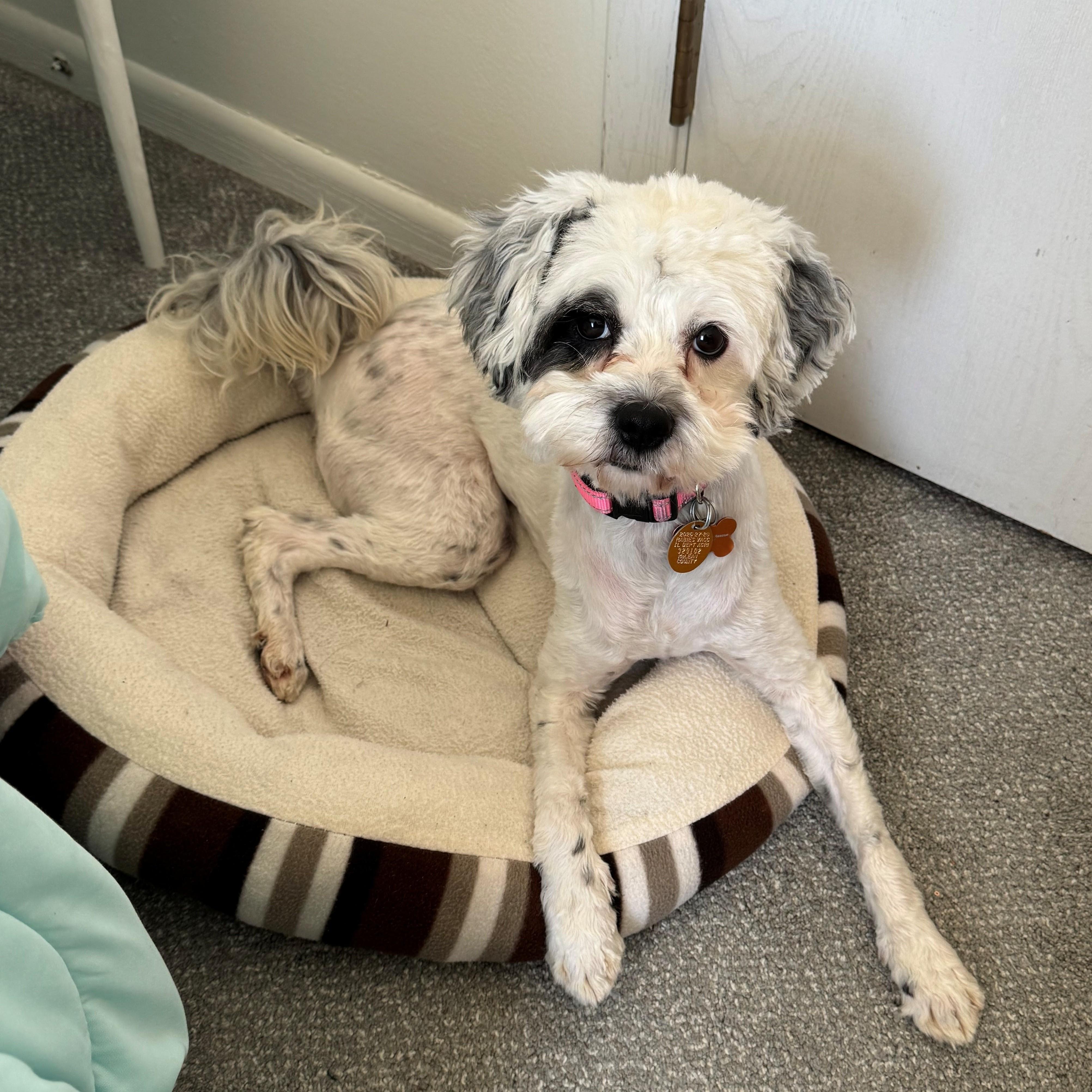 Enlarge Monkey, an adopted mixed breed in Normal, IL image 3/3