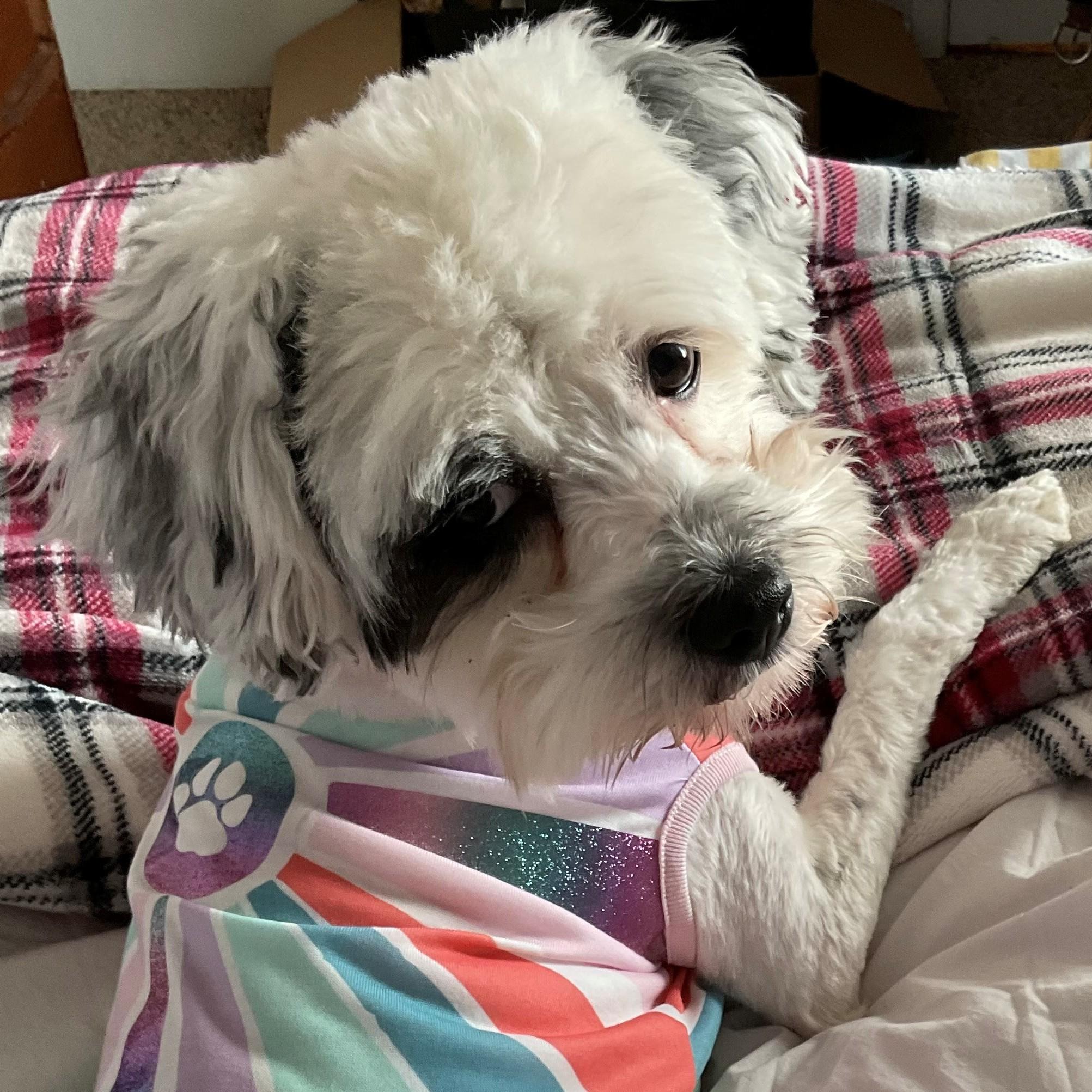 Monkey, adopted, Adult Female Shih Tzu & Poodle.