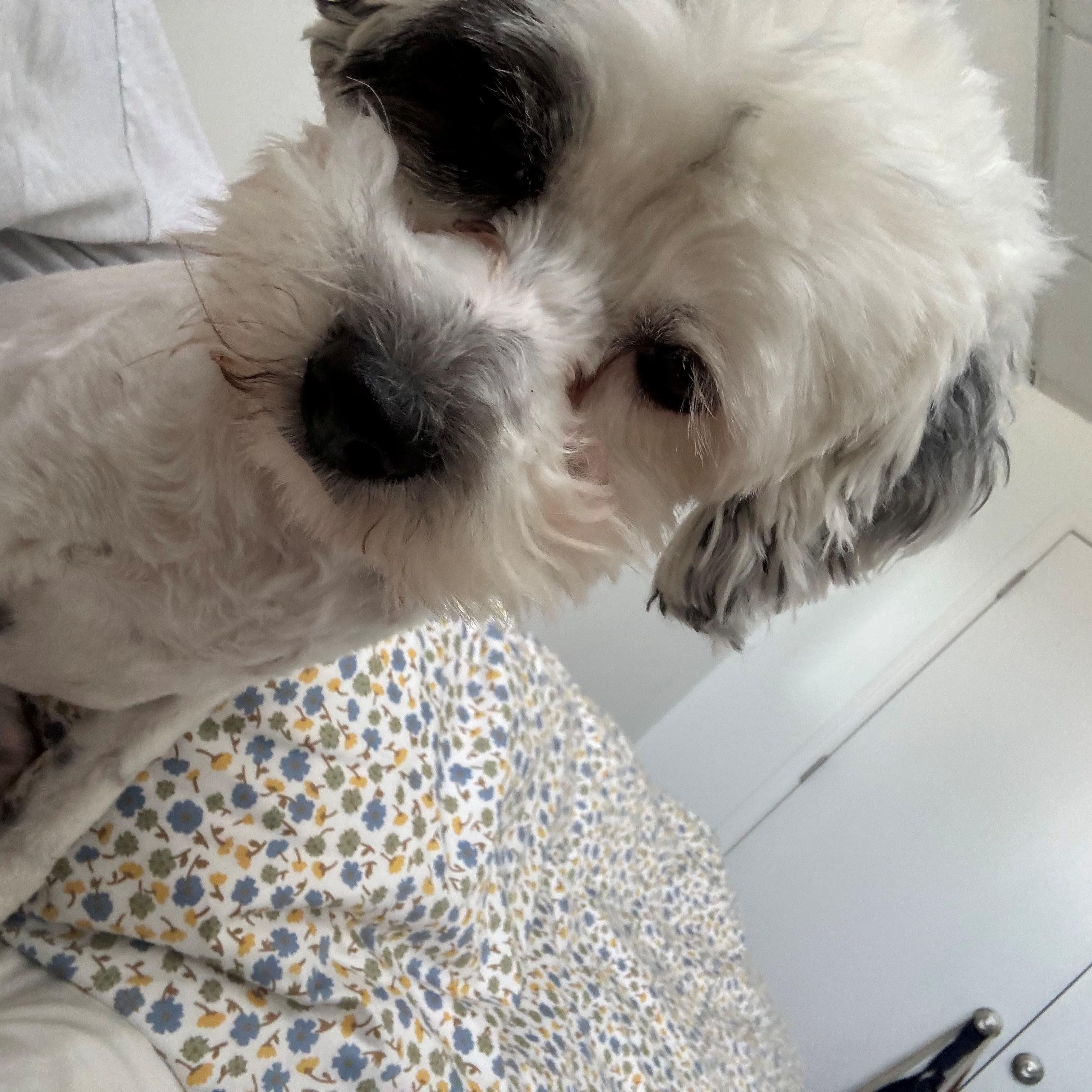 Enlarge Monkey, an adopted mixed breed in Normal, IL image 2/3