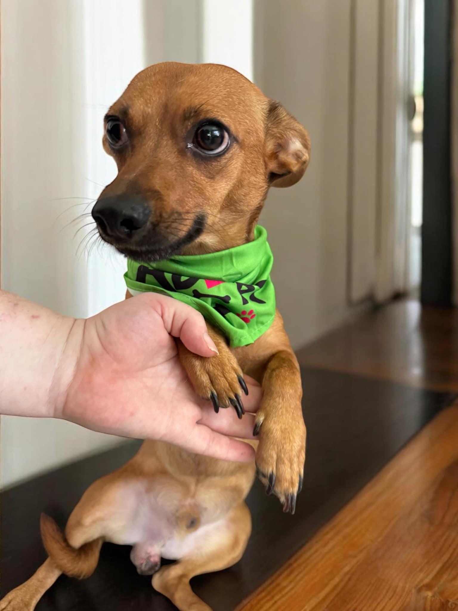 Dog for adoption Tom, a Chiweenie in Rocky Hill, CT Petfinder