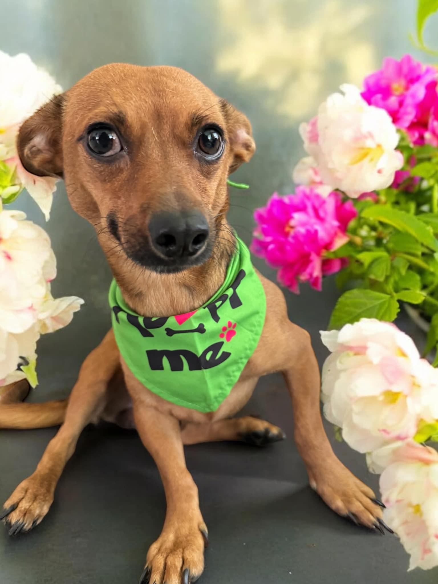 Dog for adoption Tom, a Chiweenie in Rocky Hill, CT Petfinder