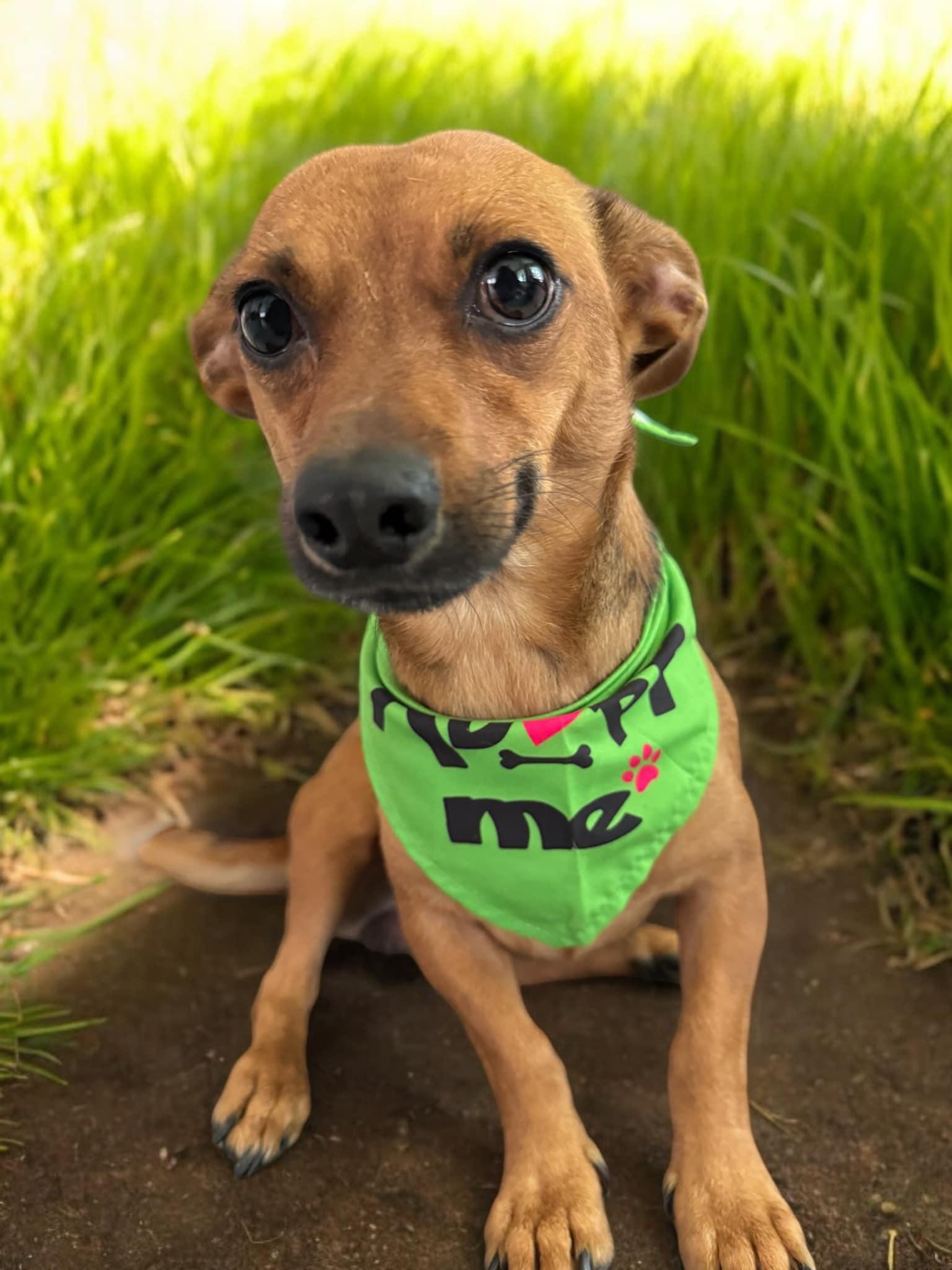 Dog for adoption Tom, a Chiweenie in Rocky Hill, CT Petfinder