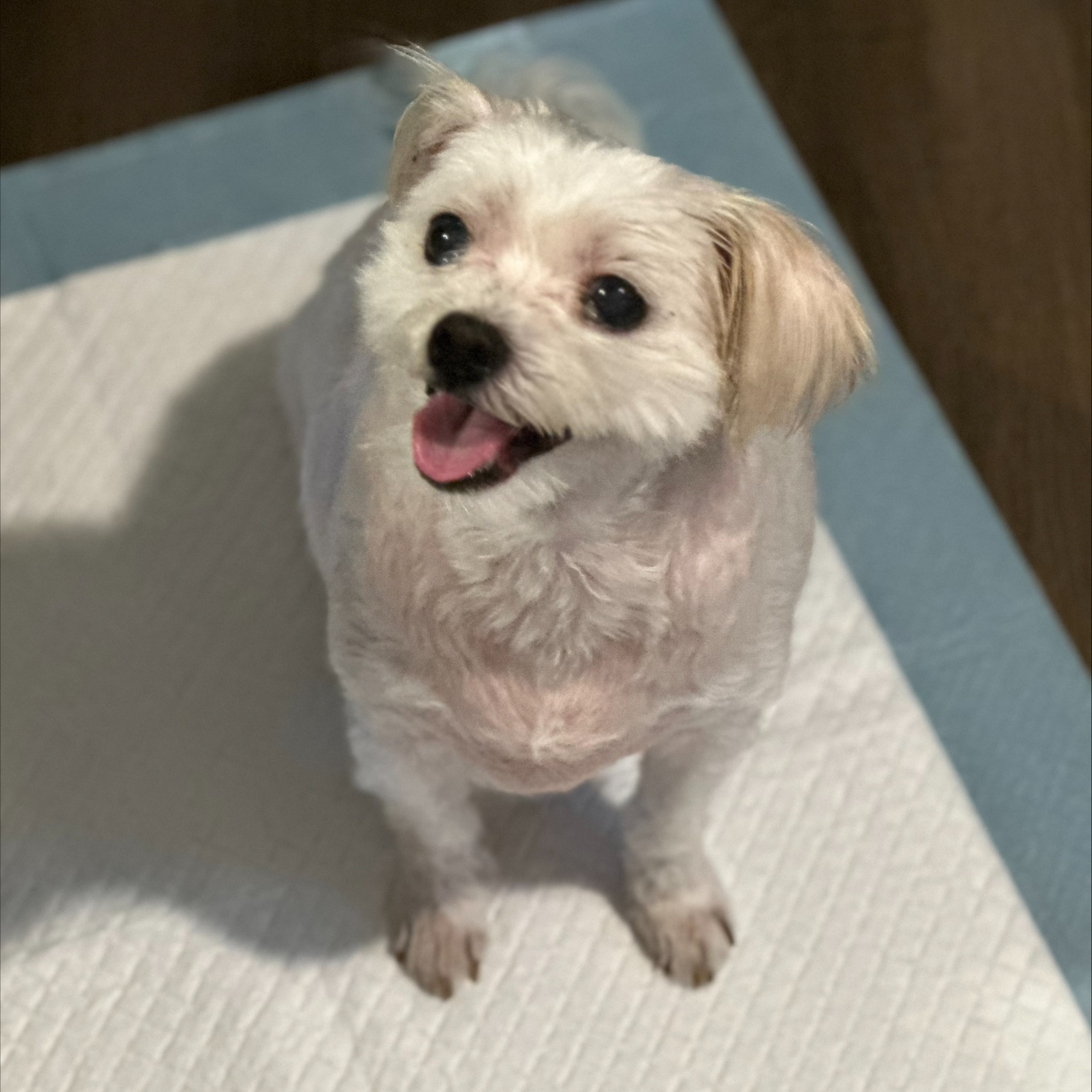 Bailey, an adopted Morkie in Lindenhurst, NY_image-1