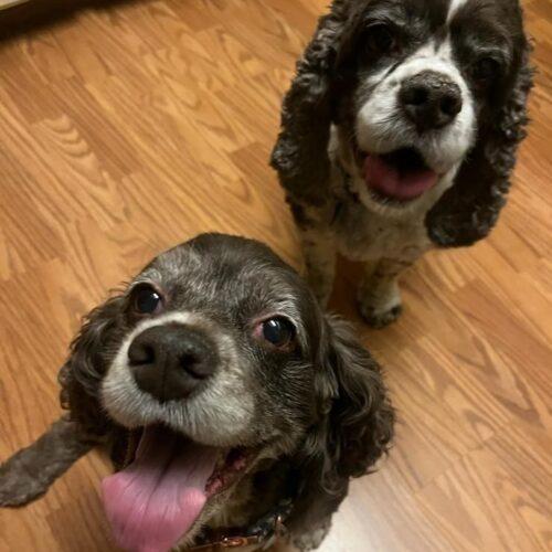 Amie C 25109, Adoptable, Senior Female Cocker Spaniel.