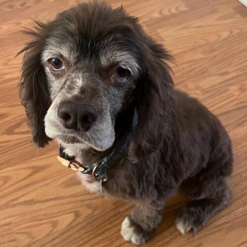 Enlarge Amie C 25109, a Adoptable Cocker Spaniel in Parker, CO image 2/3