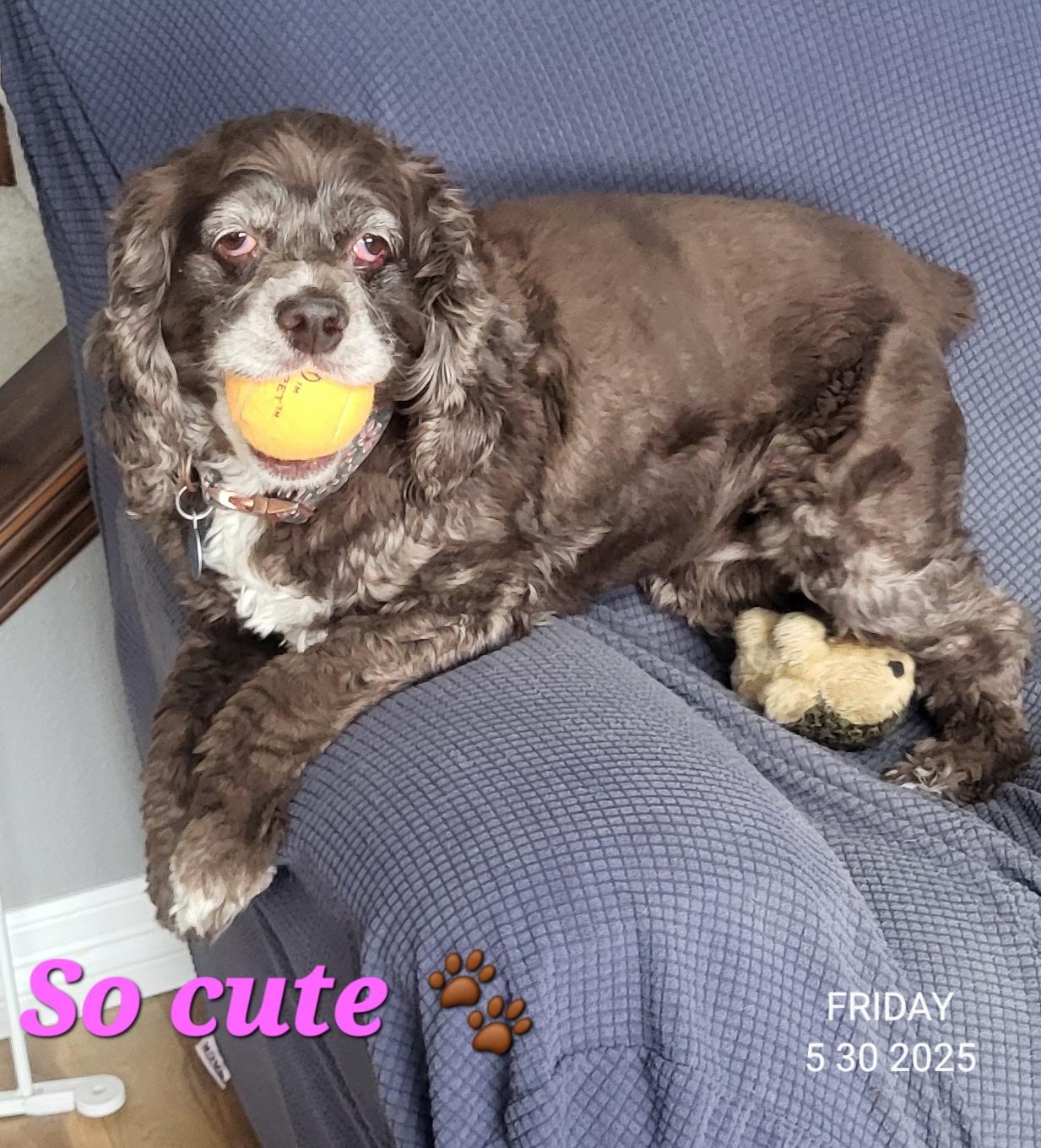 Enlarge Amie C 25109, a Adoptable Cocker Spaniel in Parker, CO image 2/2