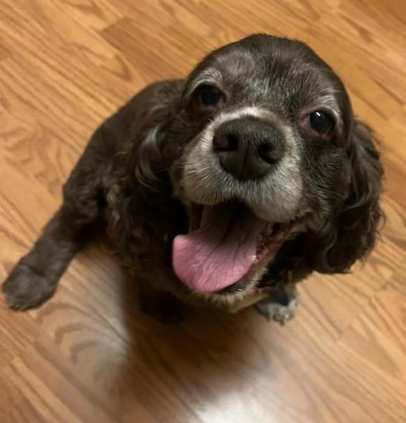 Enlarge Amie C 25109, a Adoptable Cocker Spaniel in Parker, CO image 4/4