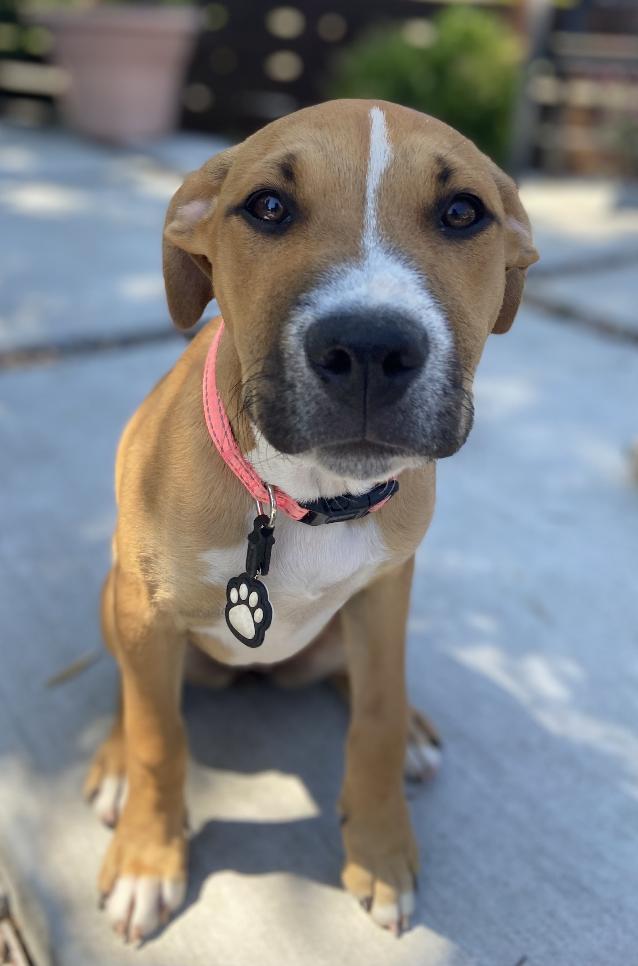 Enlarge Daphne, a Adopted mixed breed in Oakland, CA image 2/3