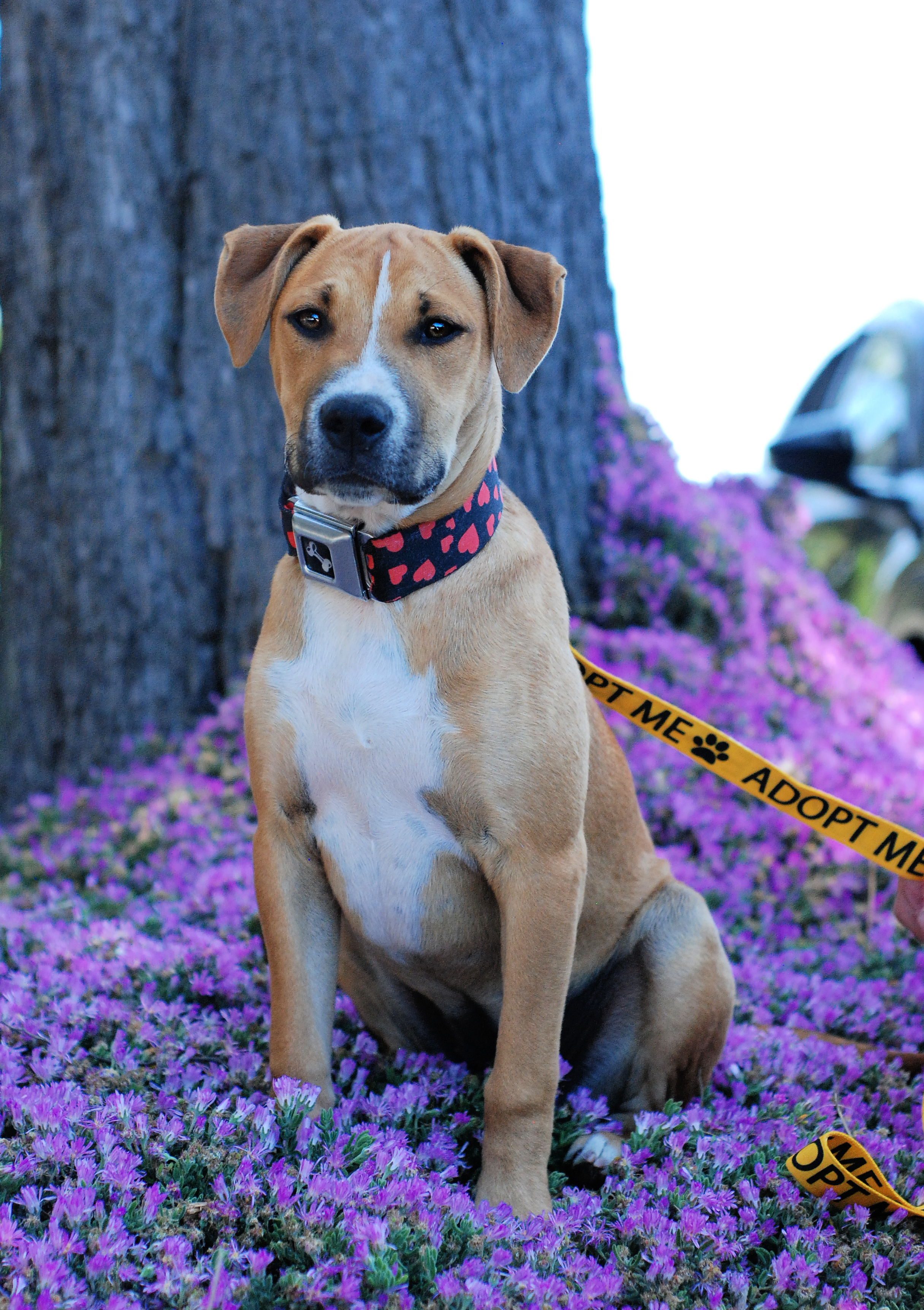 Daphne, Adopted, Puppy Female Boxer & Pit Bull Terrier.