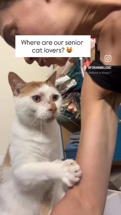 Enlarge Magic, an adopted Domestic Short Hair in South Ozone Park, NY video 2/2
