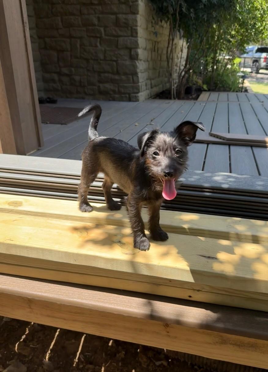 Sally, Adopted, Puppy Female Scottish Terrier & Affenpinscher.