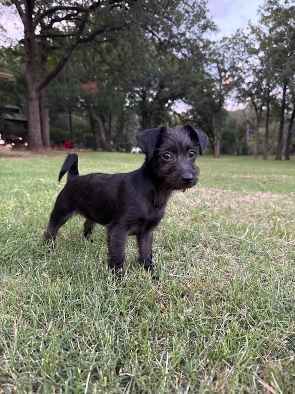 Enlarge Sally, a Adopted mixed breed in Flower Mound, TX image 2/3