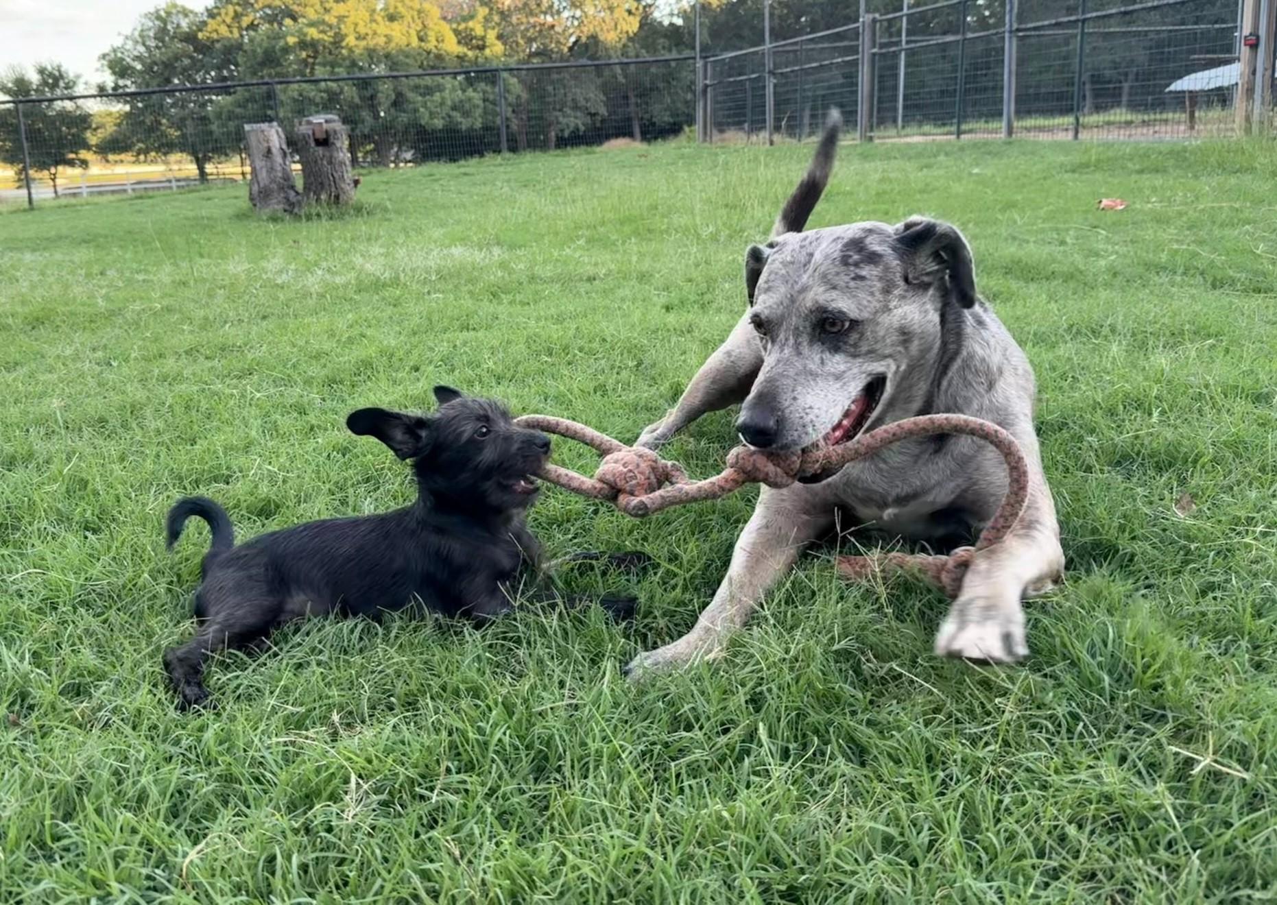 Enlarge Sally, a Adopted mixed breed in Flower Mound, TX image 3/3