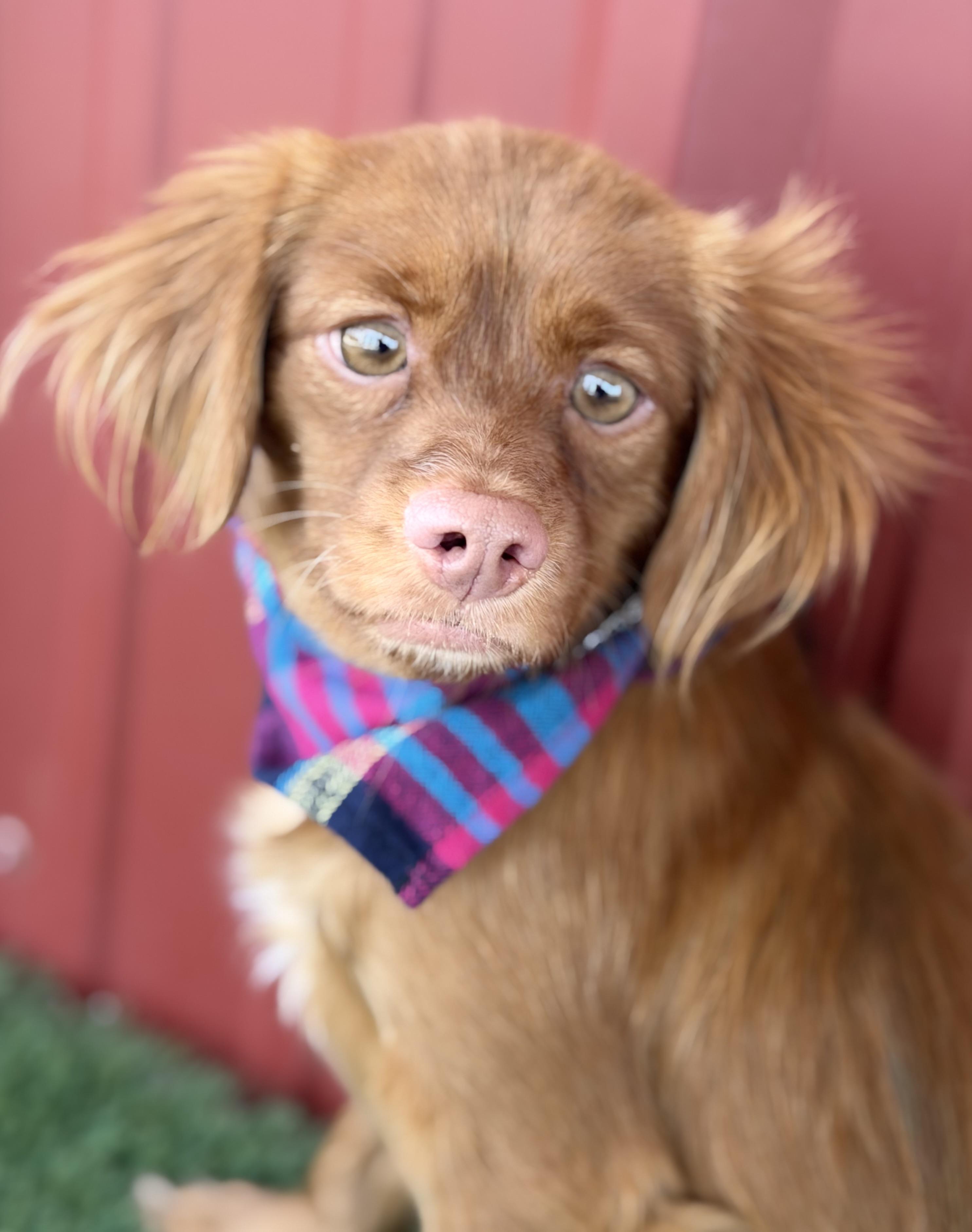 Muffin, Adoptable, Young Female Spaniel & Dachshund.