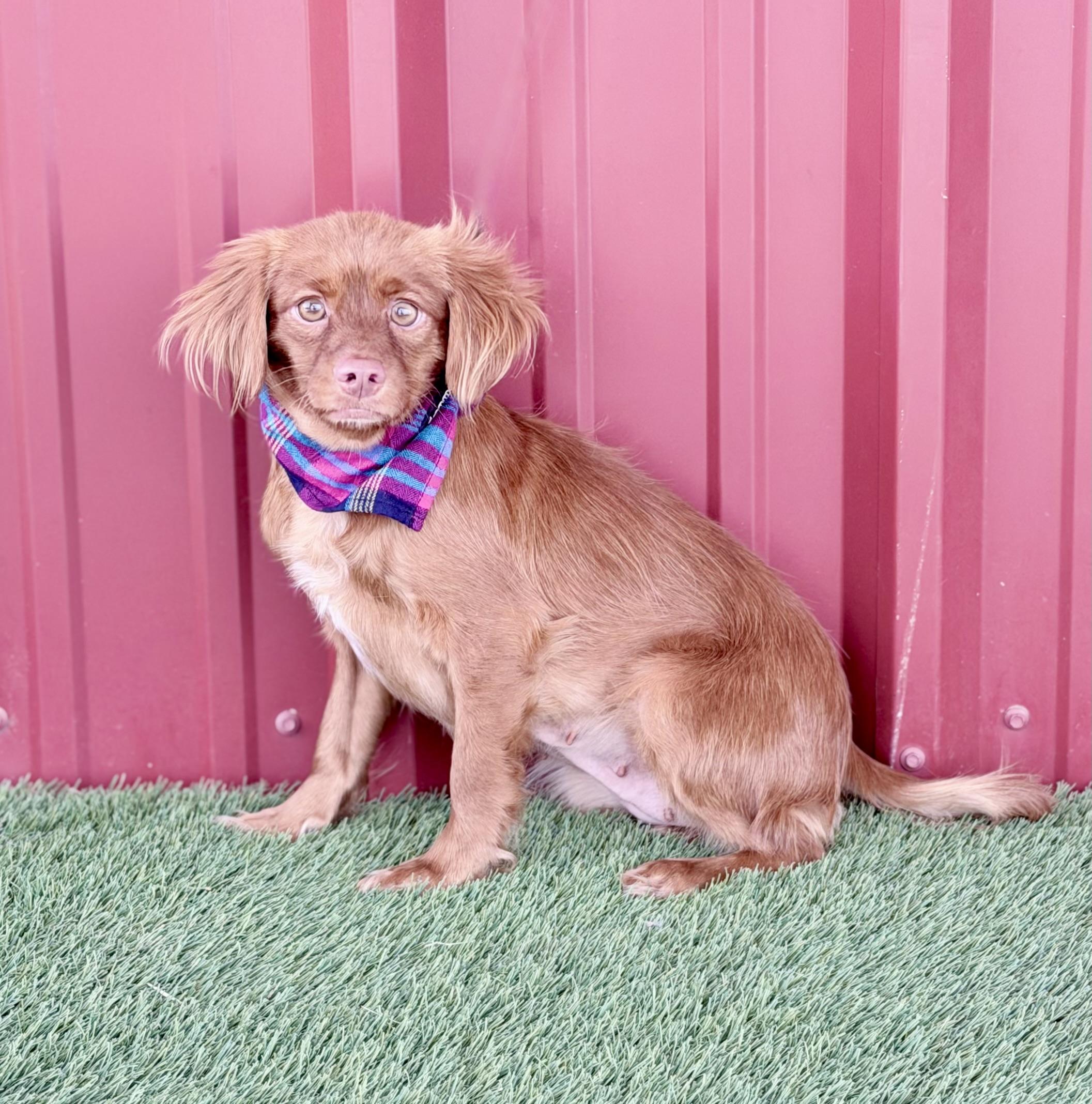 Muffin, Adoptable, Young Female Spaniel & Dachshund.