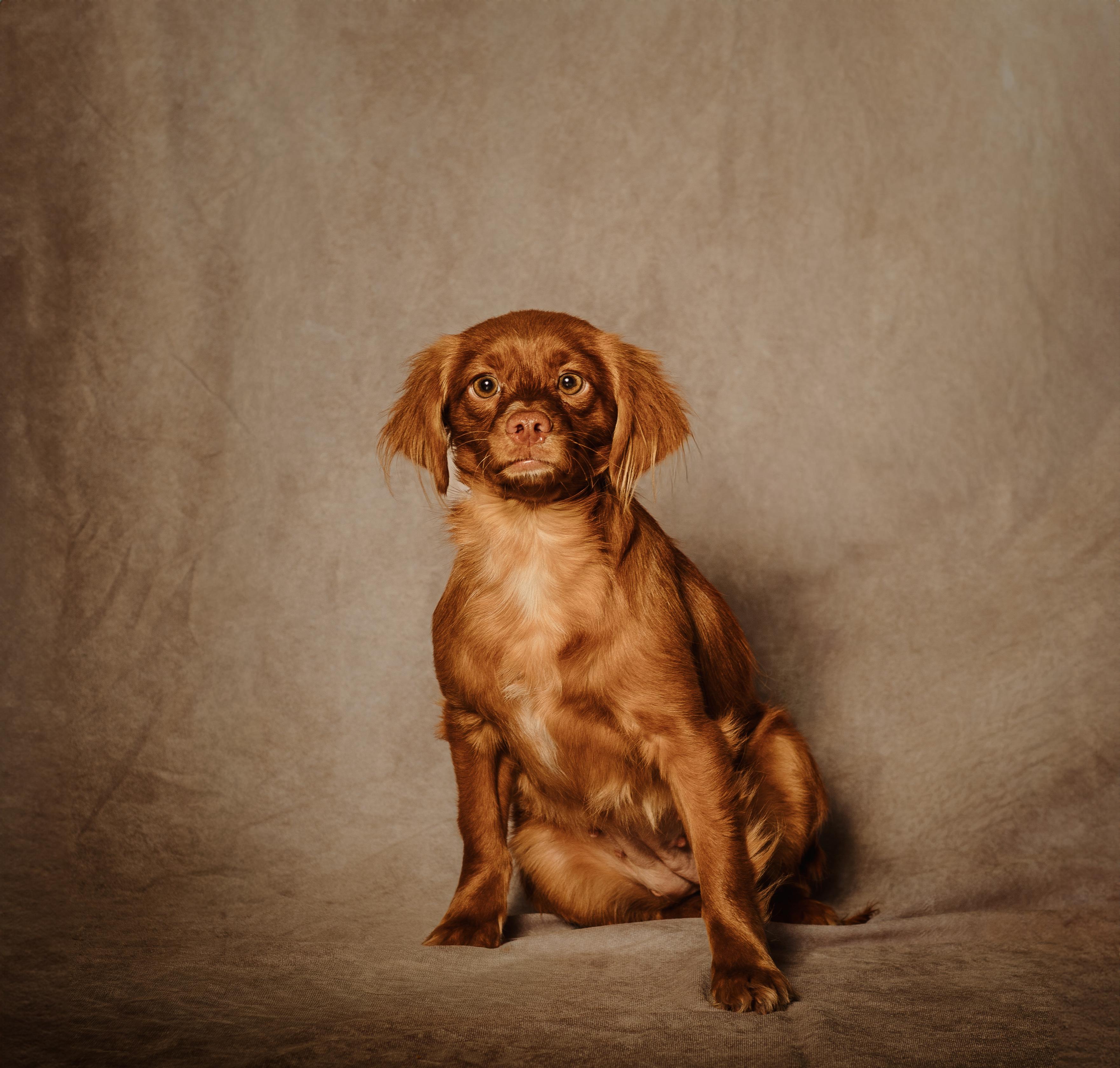 Enlarge Muffin, a Adoptable mixed breed in Lubbock, TX image 1/6