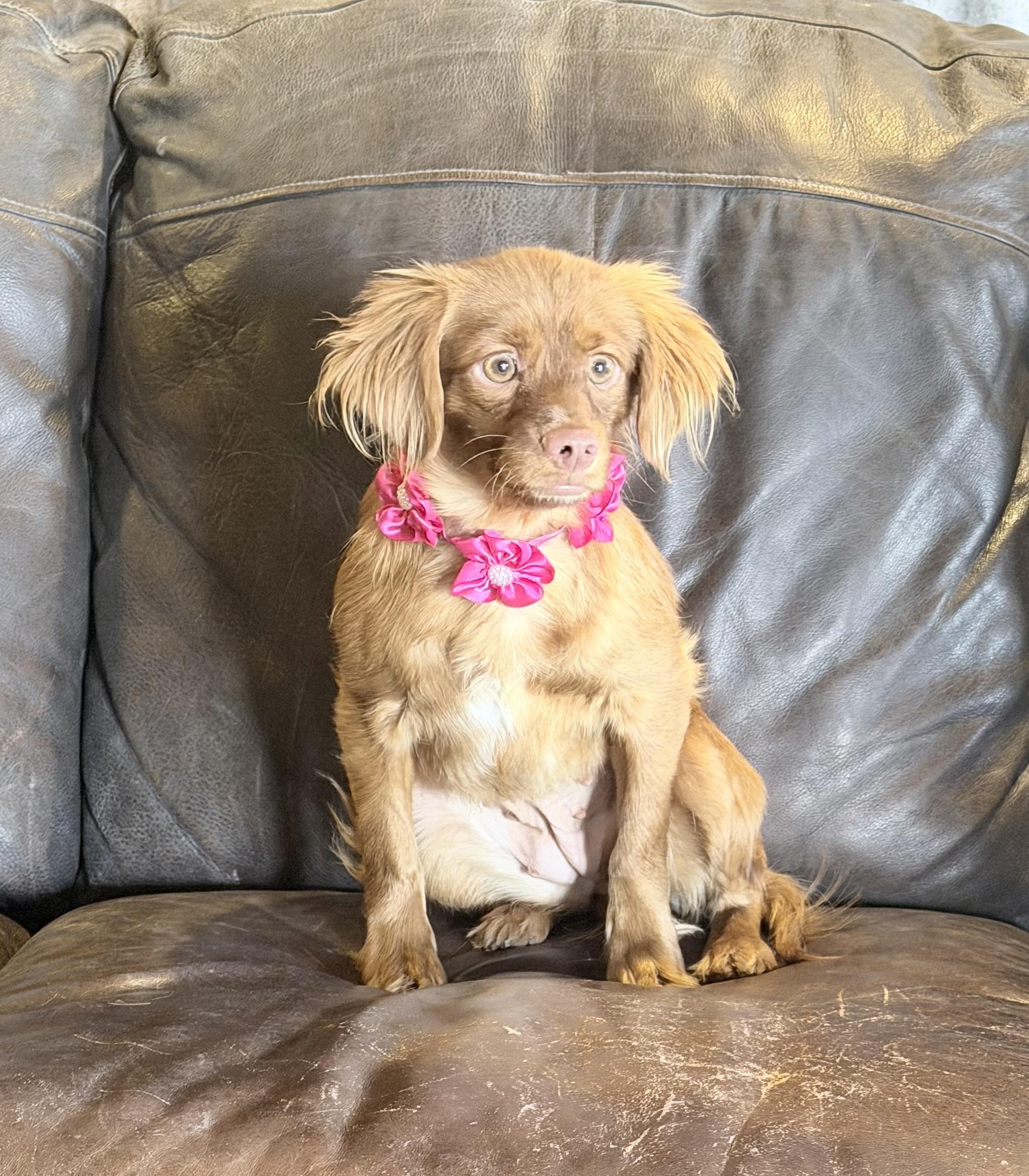 Enlarge Muffin, a Adoptable mixed breed in Lubbock, TX image 5/6