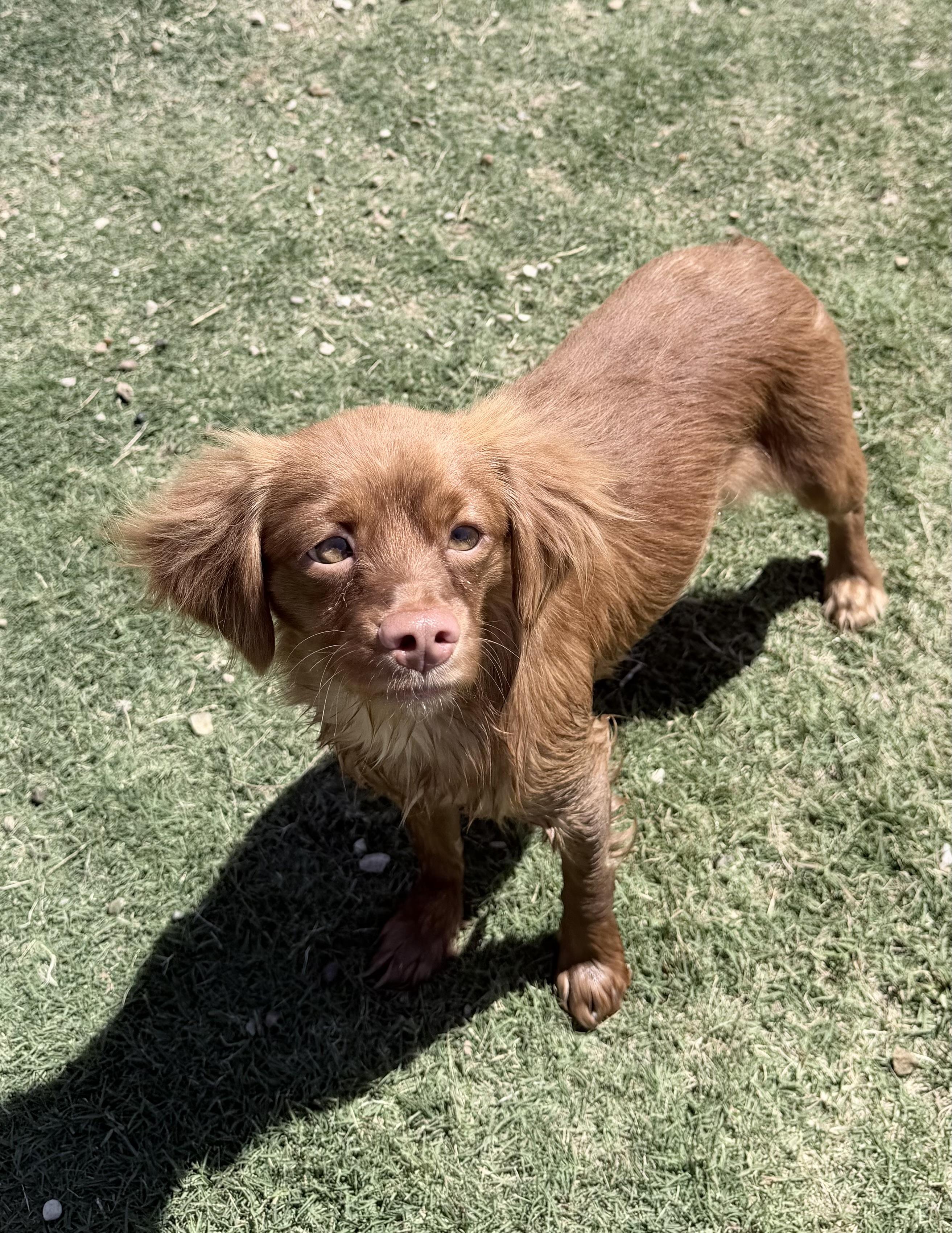 Enlarge Muffin, a Adoptable mixed breed in Lubbock, TX image 6/6