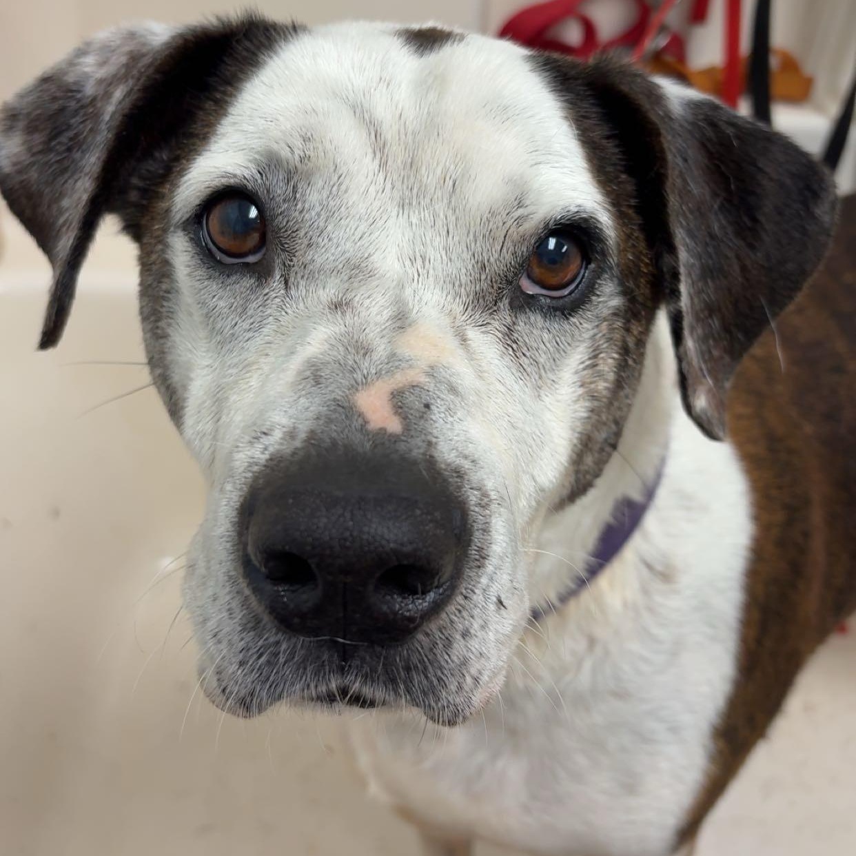 Bowser, a Adoptable American Staffordshire Terrier in Dawsonville, GA image 3/6