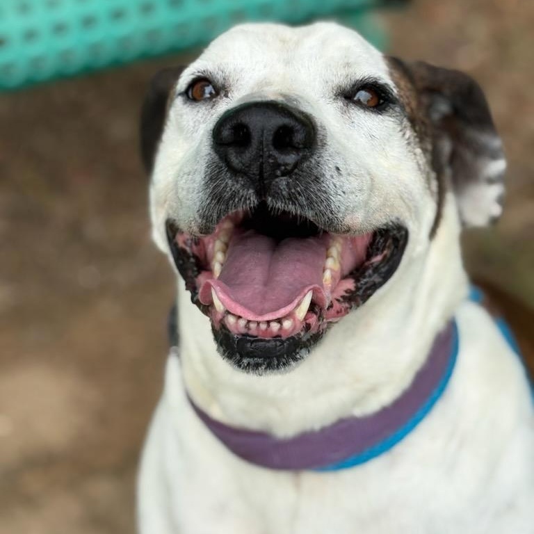 Bowser, a Adoptable American Staffordshire Terrier in Dawsonville, GA image 2/6