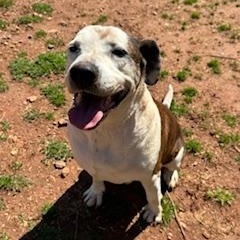 Bowser, a Adoptable American Staffordshire Terrier in Dawsonville, GA image 5/6